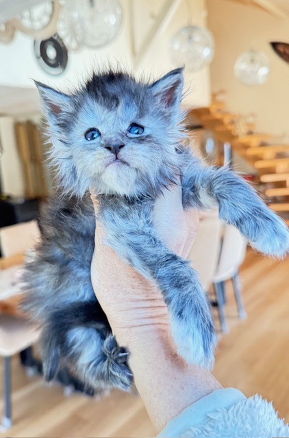 Arctic Moon  Chatterie MAKATEA Maine Coon