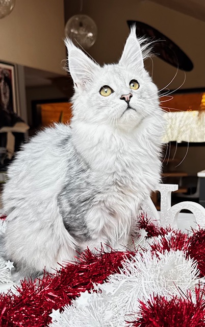 Makatea Ashley Chatterie MAKATEA Maine Coon