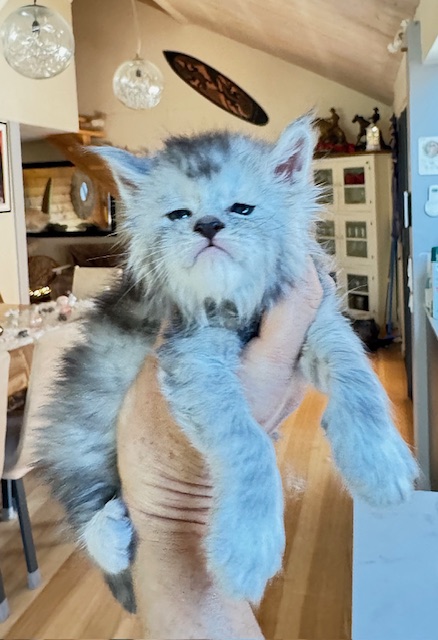 Avalanche  Chatterie MAKATEA Maine Coon