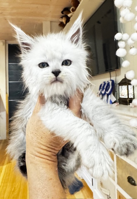 Maktea A'ChocoSnow  Chatterie MAKATEA Maine Coon