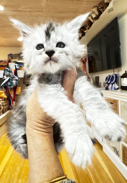 Makatea Amaretto Chatterie MAKATEA Maine Coon