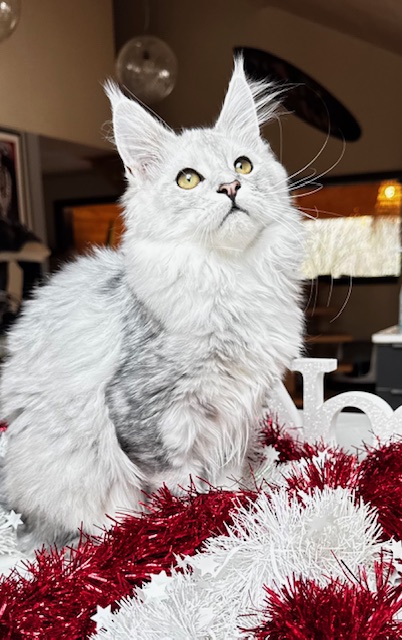 Makatea Ashley Chatterie MAKATEA Maine Coon