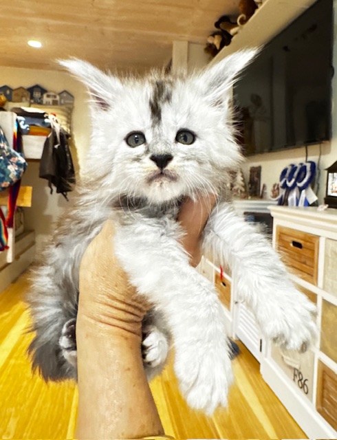 Makatea Amaretto Chatterie MAKATEA Maine Coon