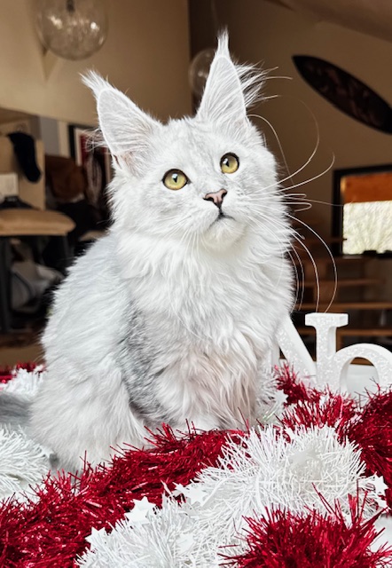 Makatea Ashley Chatterie MAKATEA Maine Coon