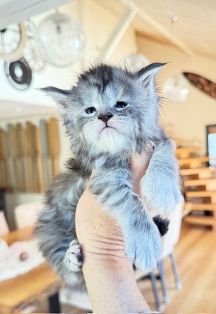 Alaska Snow  Chatterie MAKATEA Maine Coon