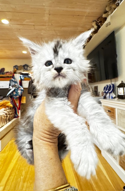 Makatea Amaretto Chatterie MAKATEA Maine Coon