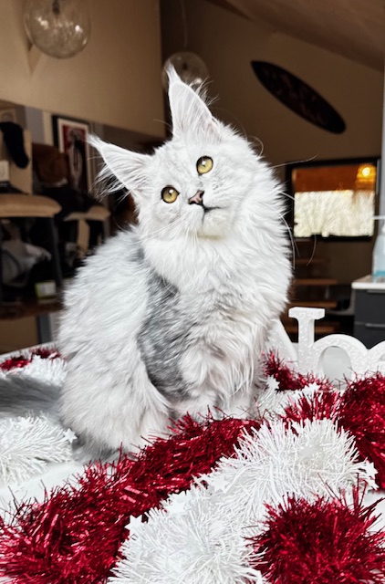 Makatea Ashley Chatterie MAKATEA Maine Coon