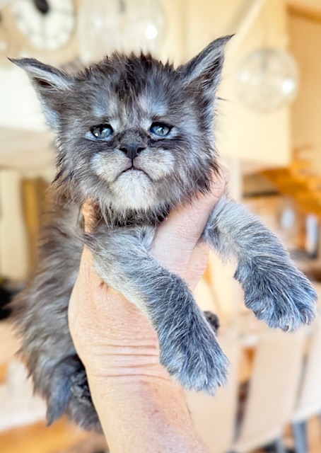 Alaska Frost Chatterie MAKATEA Maine Coon