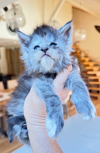 Arctic Moon  Chatterie MAKATEA Maine Coon