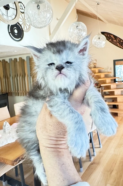 Avalanche  Chatterie MAKATEA Maine Coon