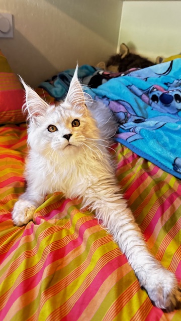 ODIN DE EAST-BLUE  Chatterie MAKATEA Maine Coon
