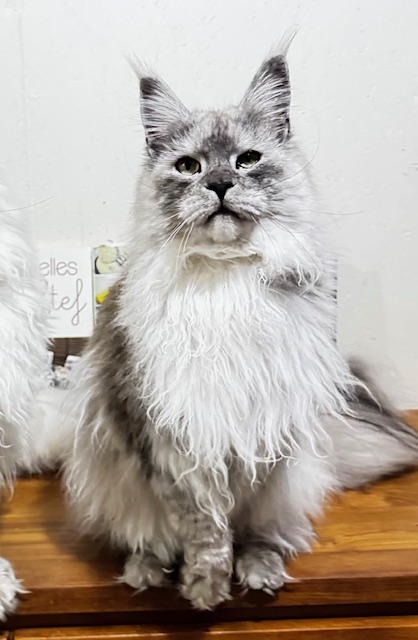 Makatea V'Jingle Bell  Chatterie MAKATEA Maine Coon