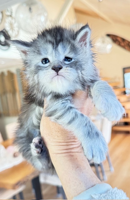Alaska Snow  Chatterie MAKATEA Maine Coon