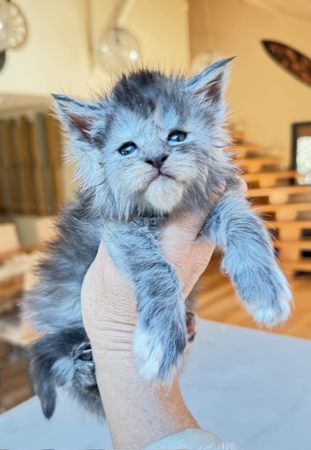 Arctic Moon  Chatterie MAKATEA Maine Coon