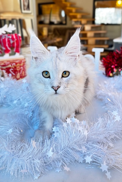 Makatea Ashley Chatterie MAKATEA Maine Coon