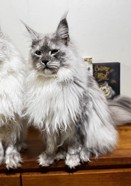 Makatea V'Jingle Bell  Chatterie MAKATEA Maine Coon