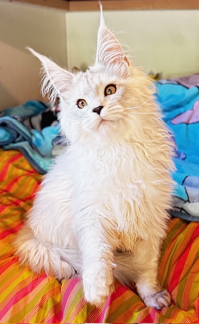 ODIN DE EAST-BLUE  Chatterie MAKATEA Maine Coon