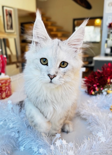 Makatea Ashley Chatterie MAKATEA Maine Coon