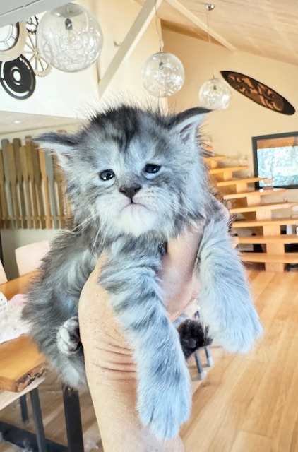 Alaska Snow  Chatterie MAKATEA Maine Coon