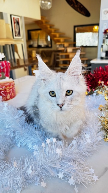 Makatea Ashley Chatterie MAKATEA Maine Coon