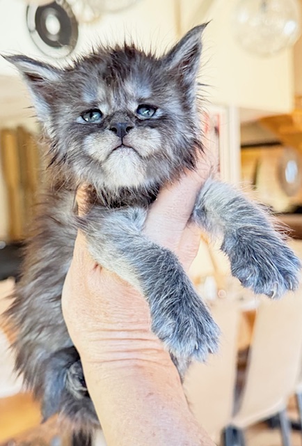 Alaska Frost Chatterie MAKATEA Maine Coon