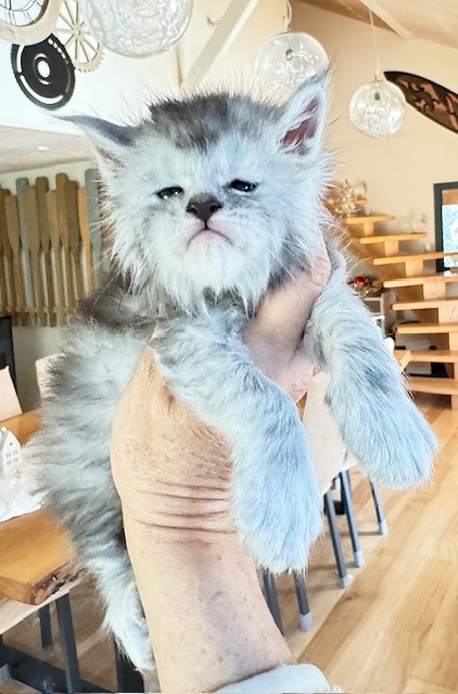 Avalanche  Chatterie MAKATEA Maine Coon