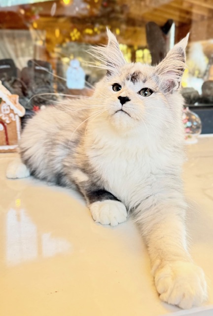 Makatea Al'Catraz Chatterie MAKATEA Maine Coon