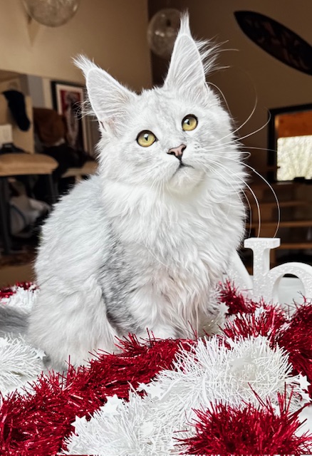 Makatea Ashley Chatterie MAKATEA Maine Coon