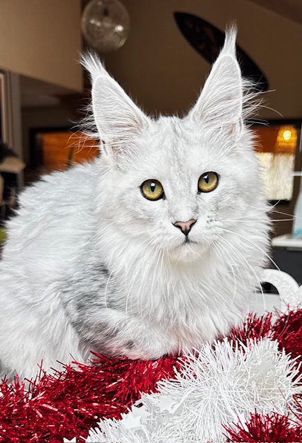 Makatea Ashley Chatterie MAKATEA Maine Coon