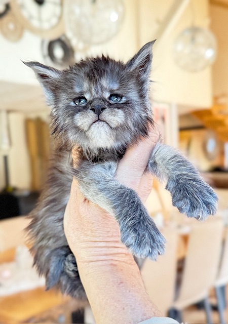 Alaska Frost Chatterie MAKATEA Maine Coon