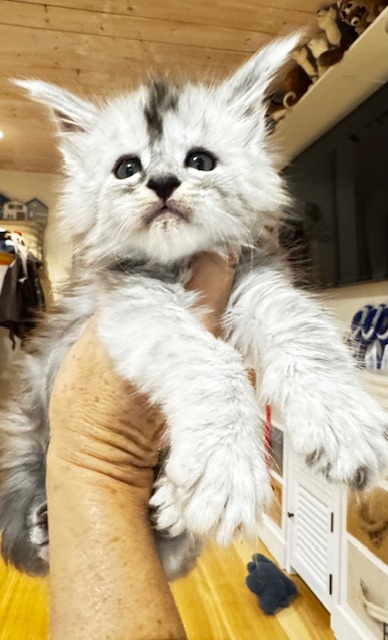 Makatea Amaretto Chatterie MAKATEA Maine Coon