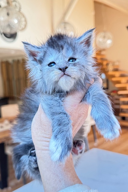 Arctic Moon Femelle Maine coon née le 13/11/2025.     Chatterie Maine coon Makatea 