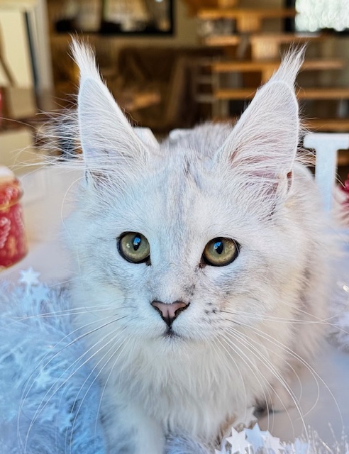 Makatea Ashley Chatterie MAKATEA Maine Coon