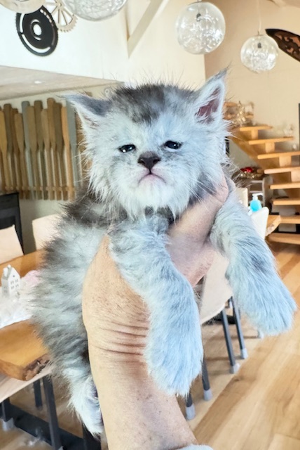 Avalanche  Chatterie MAKATEA Maine Coon