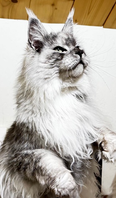 Makatea V'Jingle Bell  Chatterie MAKATEA Maine Coon