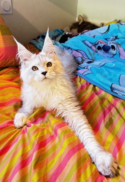 ODIN DE EAST-BLUE  Chatterie MAKATEA Maine Coon