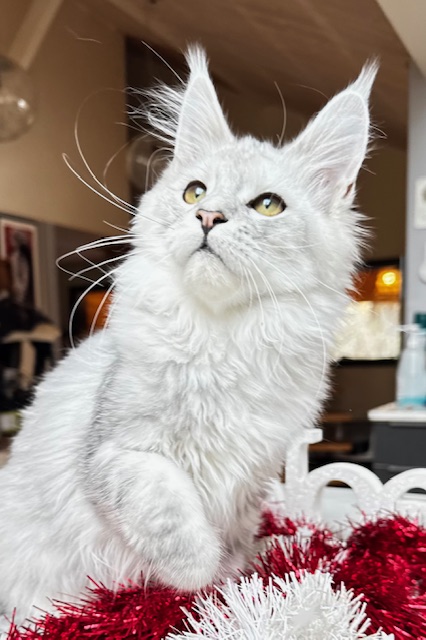 Makatea Ashley Chatterie MAKATEA Maine Coon