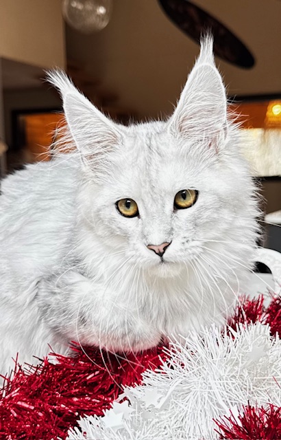 Makatea Ashley Chatterie MAKATEA Maine Coon