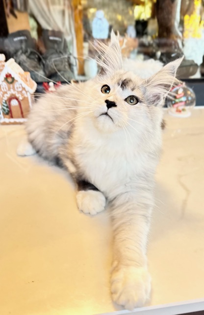 Makatea Al&rsquo;Catraz Mâle Maine coon né le 23/08/2025.  Adopté   Chatterie Maine coon Makatea 