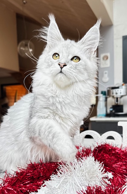 Makatea Ashley Chatterie MAKATEA Maine Coon