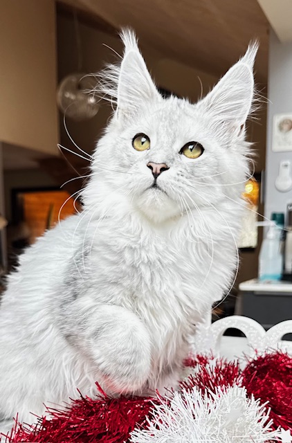 Makatea Ashley Chatterie MAKATEA Maine Coon