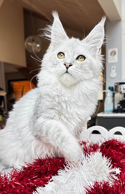 Makatea Ashley Chatterie MAKATEA Maine Coon