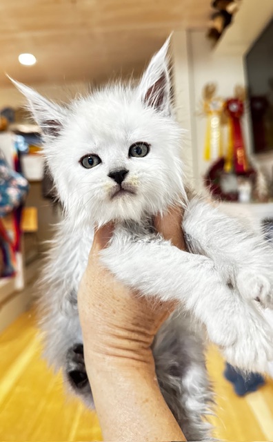 Maktea A'ChocoSnow  Chatterie MAKATEA Maine Coon