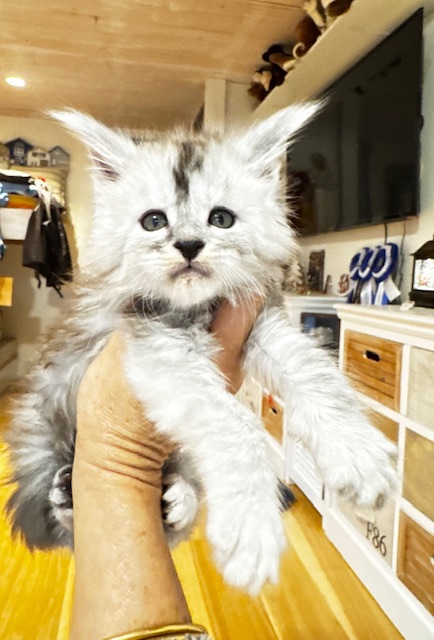 Makatea Amaretto Chatterie MAKATEA Maine Coon