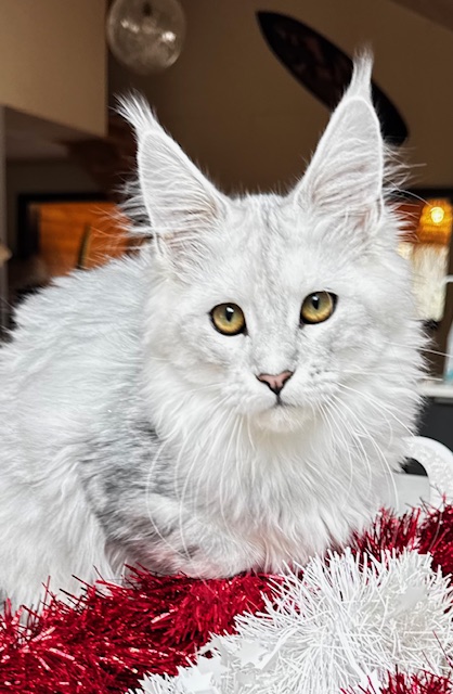Makatea Ashley Chatterie MAKATEA Maine Coon