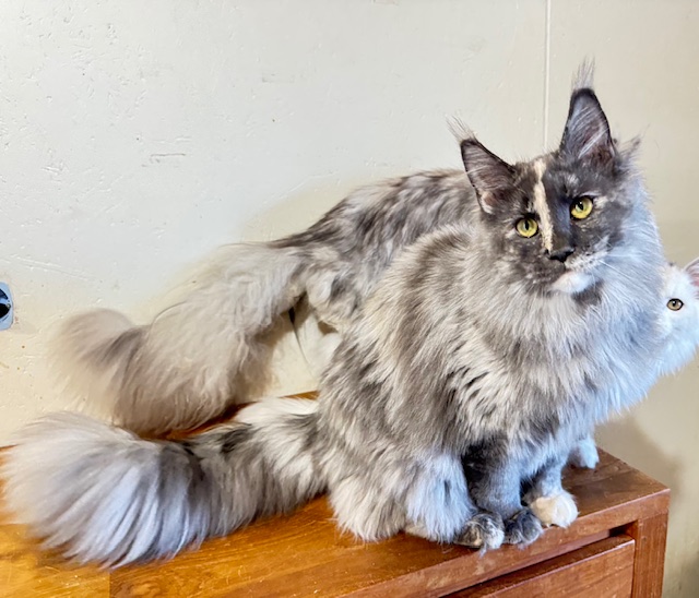 Makatea Angy Chatterie MAKATEA Maine Coon