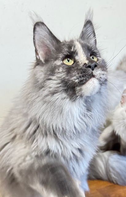Makatea Angy Chatterie MAKATEA Maine Coon