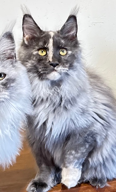 Makatea Angy Chatterie MAKATEA Maine Coon