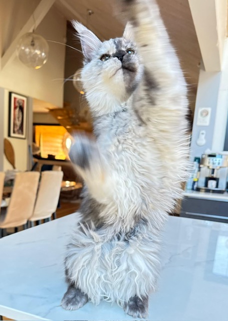 Makatea Azalée Chatterie MAKATEA Maine Coon