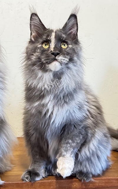 Makatea Angy Chatterie MAKATEA Maine Coon